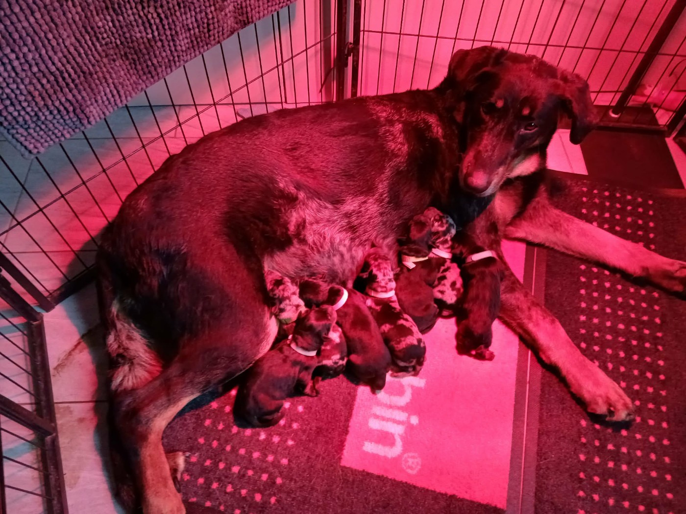 Chiot Berger de Beauce De La Garde De L'Empereur